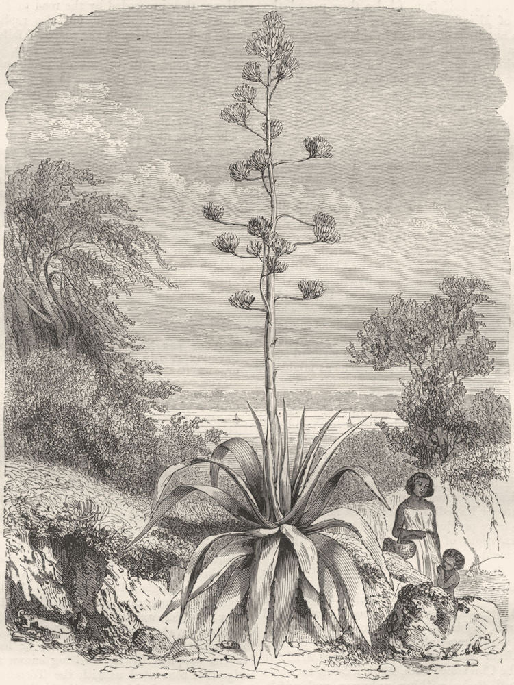 MEXICO. Aloes Magney 1871 old antique vintage print picture